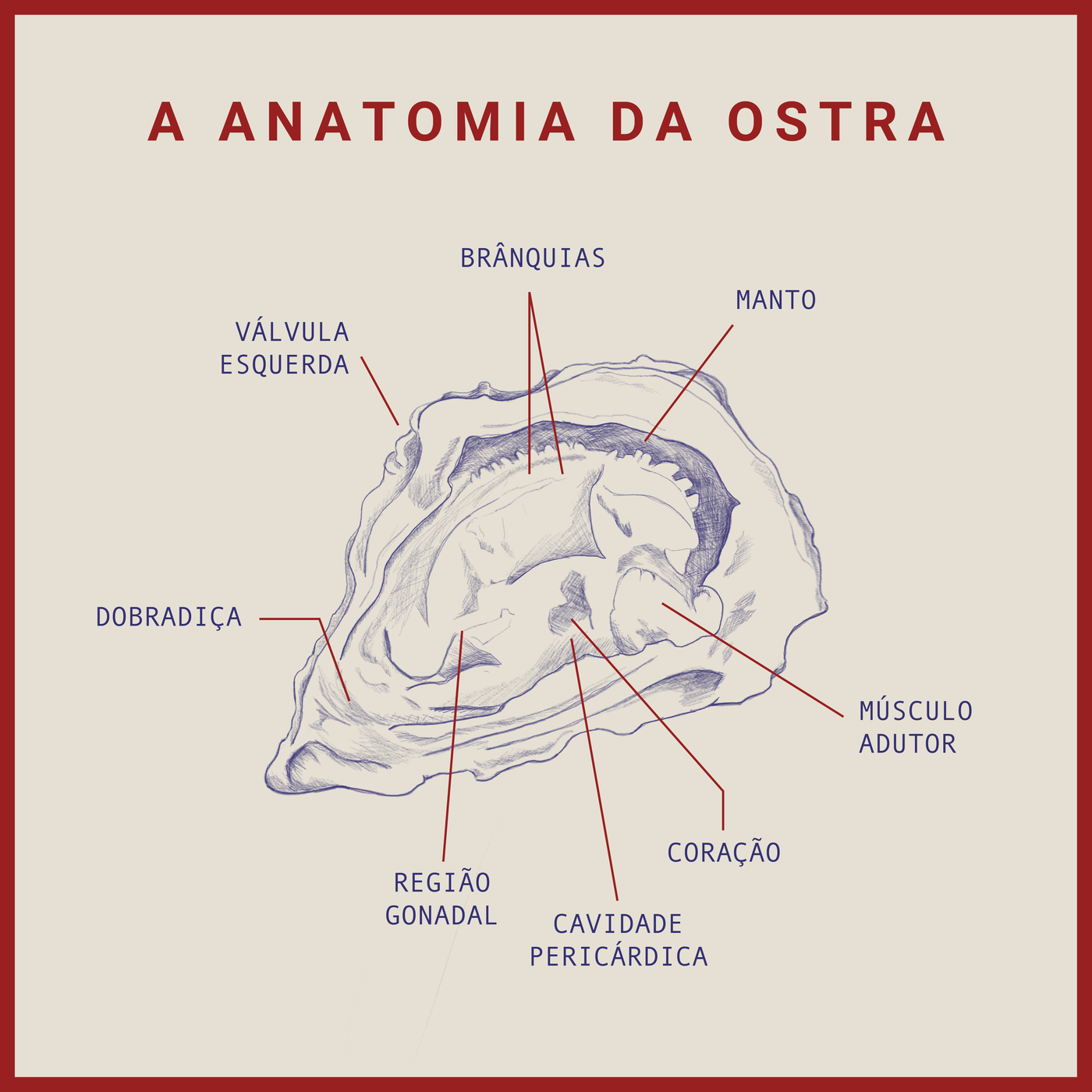 Diagrama da anatomia da ostra